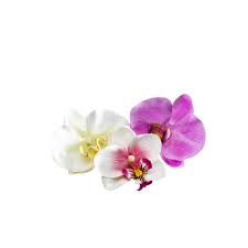 Vita orkideer10